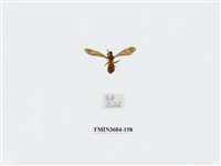 藏品(雙翅目)的圖片